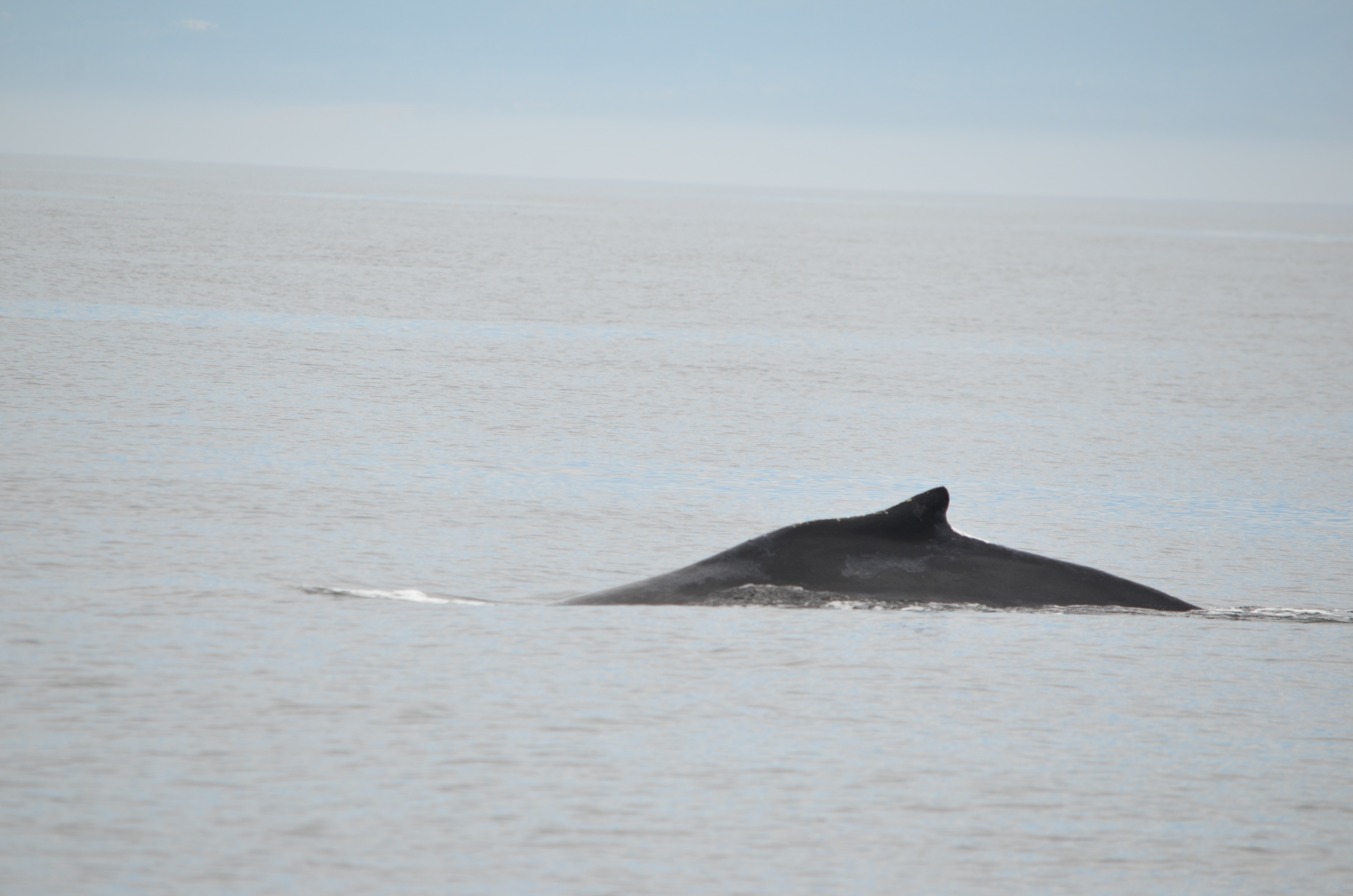 photos/wildlife/Mammal_Species/Humpback Whale/DSC_0076.JPG